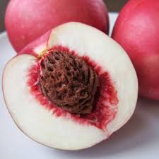 Image result for Nectaropetalum carvalhoi