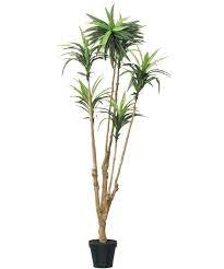 135cm ドラセナ m06g pua116 206lt ニトリ公式通販 家具 インテリア通販のニトリネット ドラセナ 植物