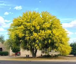 A triangle denotes trees which are native to the sonoran desert or which are visually compatible with sonoran desert landscapes. An All Star List Of 10 Shade Trees To Plant This Fall