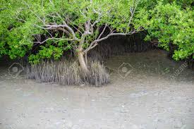 Image result for Rhizophora mucronata
