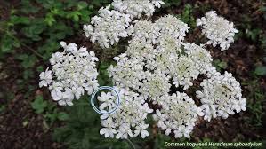 Image result for Aphloiaceae