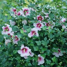 Image result for Hibiscus pusillus