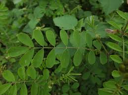 Image result for Tephrosia praecana