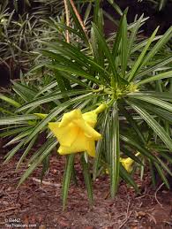 Image result for Cascabela