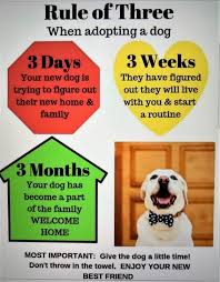 Abalee golden retrievers was established in 1994. Adoptable Dogs
