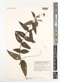 Image result for Aspilia africana