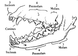 Dental Anatomy Of Dog Teeth