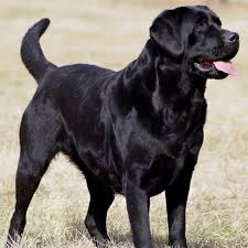 Black And Tan Labrador Retriever Lolmeanslotsoflabs Black Labrador Retriever Labrador Retriever English Labrador