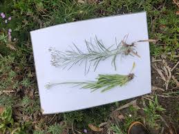 Image result for Senecio sp.no.3