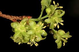 Image result for Pseudolachnostylis maprouneifolia