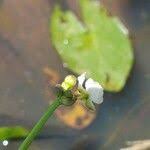 Image result for Limnophyton obtusifolium