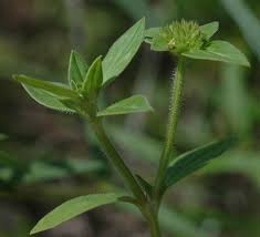 Image result for Richardia scabra