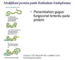 Istilah itupertama kali digunakan pada tahun 1838. Sistem Endomembran Kompartemen Intraseluler Regulasi Protein Pascatranslasi Concept