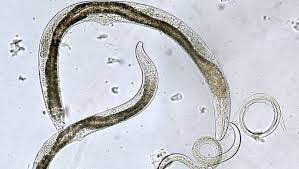Most species of the small parasites will break down soil matter and combat pests, but other kinds will the few parasitic species of these translucent, unsegmented worms measure about 1/50 inch long and cause root knots or galls, injured root tips, excessive root. What Are Nematodes These Tiny Worms Can Help Or Hurt Your Garden