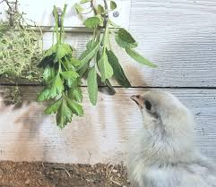 What herbs are good for chickens. Coccidia Coccidiosis Natural Prevention And Treatment For Chicks And Chickens Fresh Eggs Daily