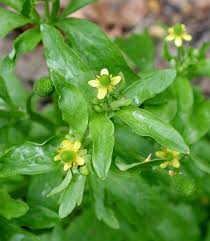 Image result for Ranunculus sceleratus
