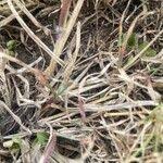 Image result for Digitaria abyssinica