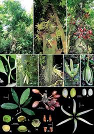 Image result for Monoon