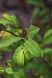 Image result for Erythroxylaceae