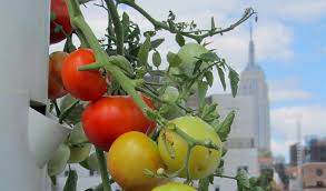 I have 2 towers of tomato plants. How To Make Your Tomatoes And Other Produce Ripen Faster