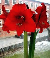 Why Is My Amaryllis Only Growing Leaves Hunker Amaryllis Plant Amaryllis Plants