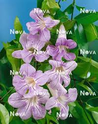 Image result for Bignonia callistegioides