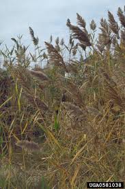 Image result for Phragmites australis