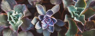 In fact, you should avoid placing your christmas cactus in direct southern or western sun exposure. Espoma How To Care For Succulents And Cacti In Winter Espoma