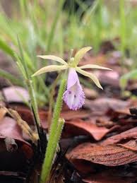 Image result for Nervilia lilacea