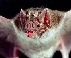 They are found from mexico to northern argentina and are present on the islands of trinidad and margarita. How The Vampire Bat Came To Feed On Blood And What We Can Learn From Its Droppings Genetic Literacy Project