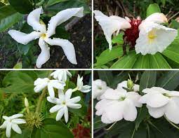 White tropical flowers pictures and names. Planting A Garden With All White Tropical Flowers See Photos Dengarden