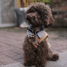 Chocolate brown toy poodle puppy. Find Poodle Breeders Puppies For Sale In California