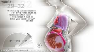 Download internal organ images and photos. Video Reveals Extent Of Pregnancy S Impact On Body Daily Mail Online