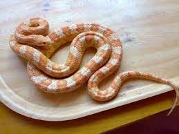 Corn Snake Creamsicle Morph Bred By Crossing An Amel No Black Pigment With A Great Plains Ratsnake Results In The Black Ban Corn Snake Snake Snake Breeds