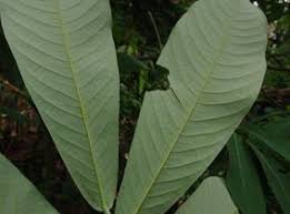 Image result for Monodora grandidieri