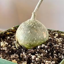 Image result for Kedrostis capensis