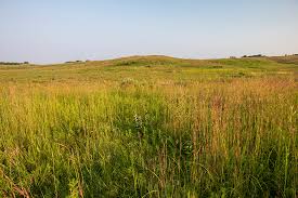 Image result for Sorghastrum fuscescens