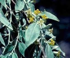 Aragriculture Site Has Moved Leaf Structure Yellow Flowers Small Trees