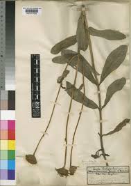 Image result for Hypericophyllum elatum