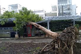 Jose rizal university copyright 2019 Typhoon Rolly Topples Tree At Jose Rizal University The Post
