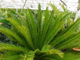 Image result for Encephalartos lebomboensis