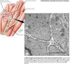 12 photos of the smooth muscle diagram. Muscle Tissue Basicmedical Key