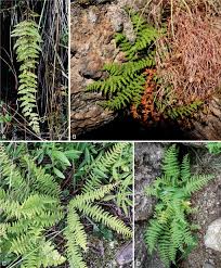 Image result for Woodsiaceae