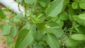 Image result for Celosia trigyna