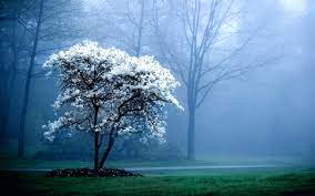 Please contact us if you want to publish a pc wallpaper on our site. 38 Amazing Hd Wallpaper Desktop Latest