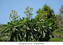 Image result for Solanecio