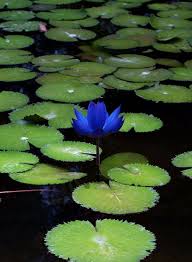 Gagribal, lokut dal, bod dal e nagin (anche se il lago nagin è anche considerato come indipendente). Pianta Di Fiori Di Ninfea Resistente Acquatica Dal Vivo Semi Semi Di Acqua Acquatica Pre Radicati Colori Misti Semi Di Loto Bonsai 30 Piante Da Frutta Sementi Investbud Brzeg Pl