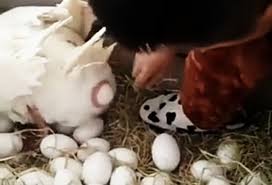 Mainan ayam bisa bertelur funny hen toy hen laying eggs. 88 Gambar Ayam Sedang Bertelur Hd Gambar Pixabay