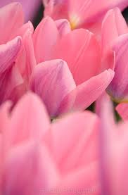 Photo Tulipa Daydream Tulpe By Tina Horst Herzig Photography Tulpen