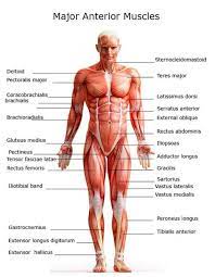 Each muscle is comprised of thousands of muscle fibres that are bundled together and serve similar functions in the human body. What Makes Muscles Grow The Complete A To Z Bodybuilding Guide Body Muscle Anatomy Muscle Anatomy Human Body Anatomy